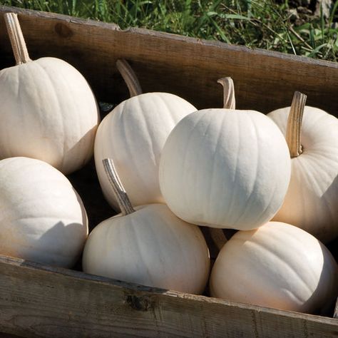 F1 Pumpkin, Pumpkin Plant, Seed Vault, Cucumber Beetles, Pumpkin Squash, Seed Packaging, Seed Pack, Crop Rotation, Pumpkin Seed