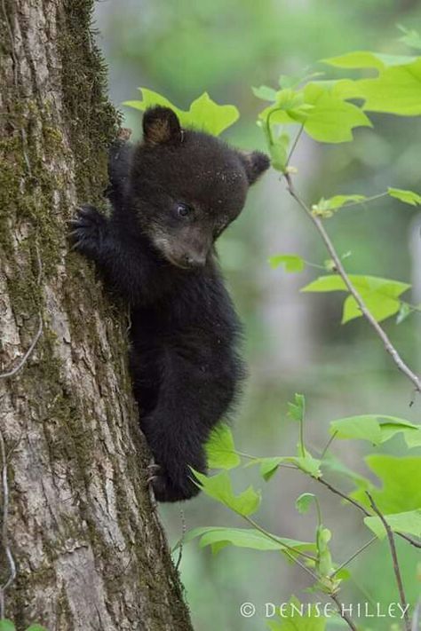 Baby Black Bear, Animals Sleeping, Grizzly Bear Cub, Black Bear Cub, Sleeping Bear, Black Bears, Bear Photos, Bear Carving, Bear Pictures