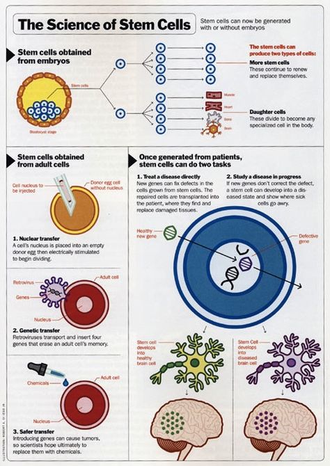 Cells Project, Cord Blood Banking, Stem Cell Research, Medical Laboratory Science, Biology Lessons, Stem Cell Therapy, Cell Therapy, Biology Notes, Cell Biology