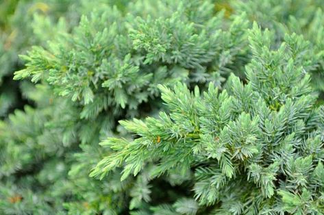 SHRUB Juniperus rigida subsp. conferta 'Blue Pacific' Blue Pacific Shore Juniper Shore Juniper, Yew Shrub, Hibiscus Shrub, Holly Shrub, Box Wood Shrub, Clematis Montana, Privacy Landscaping, Missouri Botanical Garden, Bamboo Garden