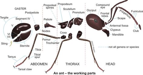 Ant: Ant Body Parts Insect Body Parts, Nouns Lesson, Insect Anatomy, Bug Identification, Technology Lesson Plans, Technology Lesson, Ant Species, Basic Anatomy And Physiology, Baby Bug