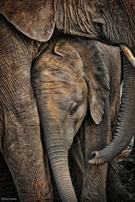 Elephant Photography, Elephant Pictures, Elephants Photos, A Mother's Love, Mother's Love, Elephant Lover, Elephant Love, Elephant Art, African Elephant