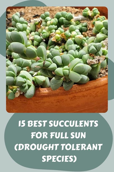 15 Best Succulents for Full Sun (Drought Tolerant Species) Landscape Ideas Drought Tolerant, Landscape Ideas With Rocks, Full Sun Succulents, Xeriscape Yard, Full Sun Planters, Front Yard Inspiration, Paddle Plant, Delosperma Cooperi, Low Water Gardening