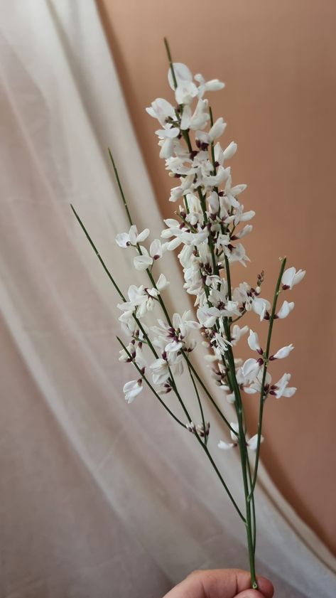 White Rice Flower, Genista Flowers, White Waxflower, Spring White Flowers, White Spring Wedding, Spring Wedding Flower, White Spring Flowers, Shuffle Cutouts, Wedding Flowers White