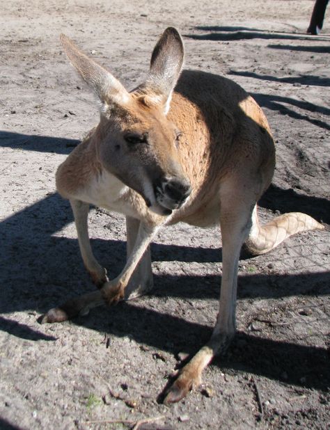 Kangaroo, Caversham Wildlife Park, Perth, Australia Caversham Wildlife Park, Wildlife Park, Perth Australia, Perth Western Australia, Australia Travel, Western Australia, What To Eat, Perth, Where To Go