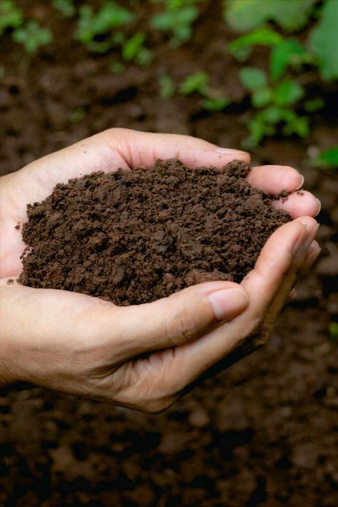 Your plants will be healthier, more robust and easier to care for if you build healthy soil. How To Make Compost, Sustainable Landscaping, Compost Tea, Plant Strong, Clay Soil, Soil Health, Plant Roots, Types Of Soil, Potting Soil