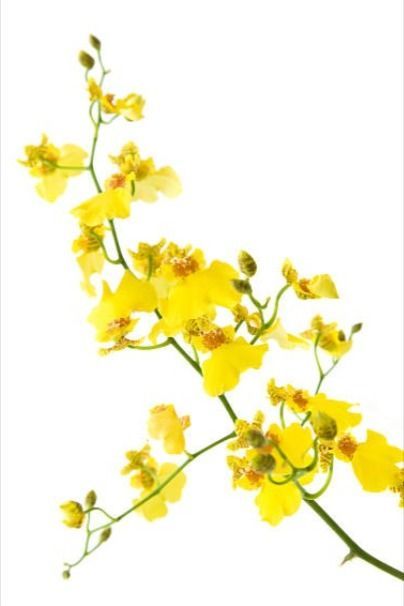 Oncidium Orchid Oncidium Orchid, Oncidium Orchids, Resort Wedding, Floral Art, Orchids, Iphone Wallpaper, Flowers, Floral