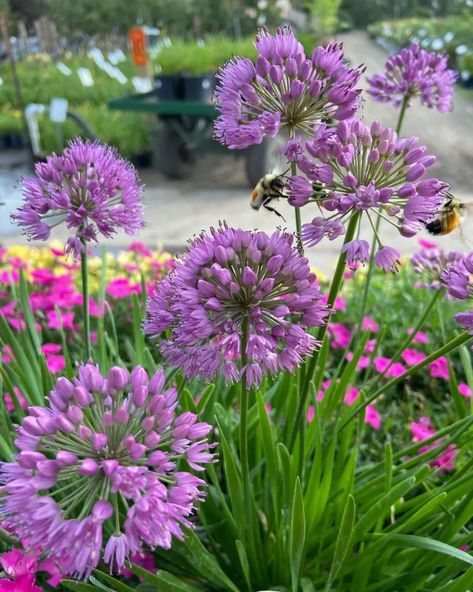 Allium Flower Care Guide and How To Grow Purple Sensation Allium, Flower Care, Gardening Tips, Soil, Flowers, Plants