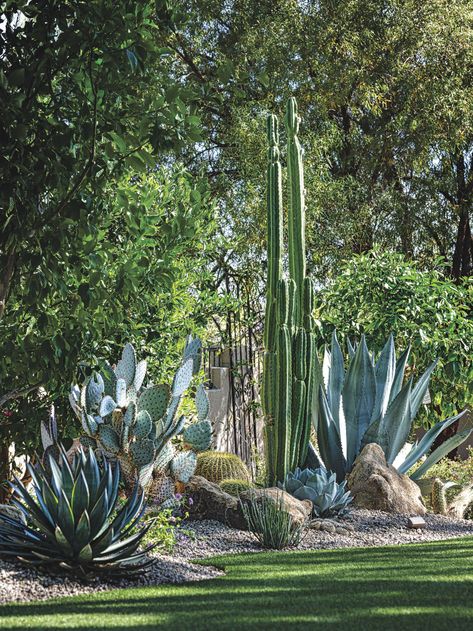 This Enchanting Backyard Takes Cues from Desert Botanical Garden - Phoenix Home & Garden Desert Landscape Ideas For Backyard, Phoenix Arizona Landscape, Backyard Botanical Garden, Spanish Desert Landscape, Desert Backyard Ideas On A Budget, Az Landscaping Ideas Front Yard, Desert Cottage Garden, Phoenix Home And Garden, Backyard Desert Oasis