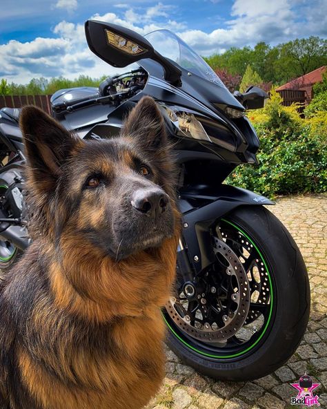 Our last day... Who looks better today? 😂😂😂 X #selfie #selfies #portrait #dog #dogs #dogsofinstagram #german #shepherd #moto #motorcycle… Bike Aesthetic, Dog Photoshoot, German Shepherd, Last Day, Selfies, Motorcycles, Bike, Vehicles, Dogs