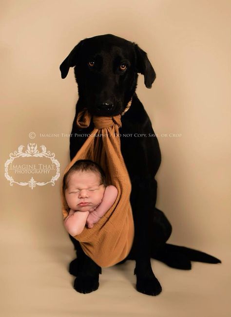 Baby And Dog Photoshoot, Baby And Dog, Newborn And Dog Photography, Dog And Baby, Newborn And Dog, Dog Family Portraits, Newborn Photos Boy, Puppy Photography, Newborn Photography Boy