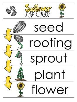 3 Sunflower Life Cycle Charts and Worksheets in a PDF file.Here is what you get!   1 Colored Sunflower Life Cycle Chart   2 Black and White Sunflower Life Cycle WorksheetsThis download prints a total of 3 pages.Please see our other items in our store. We offer full sets of curriculum for preschool and school aged children. Sunflowers Activities For Preschool, Sunflower Theme For Preschool, Sunflower Life Cycle Printable Free, Sunflower Activities For Preschool, Sunflower Craft Preschool, Sunflower Activity, Sunflower Preschool, Sunflower Activities, Sunflower Facts