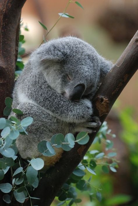 Koala Cute, Pinterest Cute, Cute Critters, Baby Koala, Australian Animals, Cute Animal Photos, Cute Animal Pictures, Cute Creatures, Sweet Animals