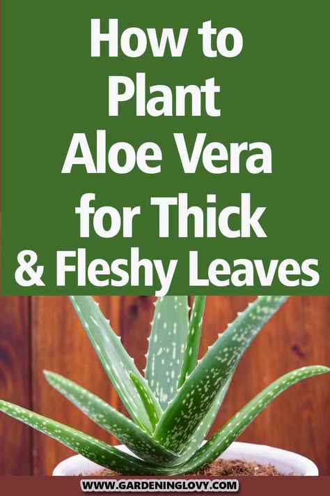 Aloe vera is a popular houseplant that is easy to grow, looks pretty, and has many benefits. Read to know How To Plant Aloe Vera at your home. How To Pot Aloe Vera Plant, Aloe Vera House Plant, How To Root Aloe Vera Plant, Harvest Aloe Vera Plant, Pruning Aloe Vera Plant, Aloe Vera Plant Care Indoor, Regrow Aloe Vera Plant From Leaf, How To Plant Aloe Vera, How To Transplant Aloe Vera Plant