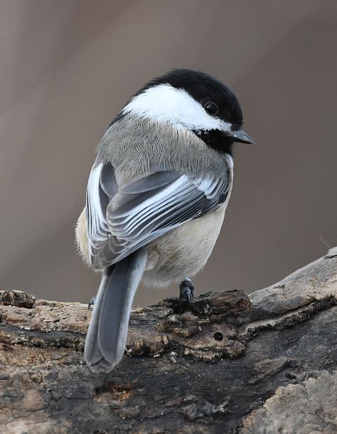 Black-capped Chickadee - Poecile atricapillus | Jean-François Hic | Flickr Chickadee Photography, Backyard Birds Watching, Chickadee Art, Chickadee Bird, Black Capped Chickadee, Bird Carving, Chickadees, Bird Artwork, Airbrush Art