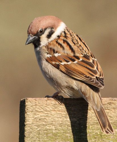 Tree Sparrow | Bempton Cliffs, E Yorks | Mandy West | Flickr Birding Quotes, Birds Sparrow, Sketches Nature, Beak Mask, Sparrow Art, Bird Pet, Drawing Bird, Sparrow Tattoo, Tattoo Animal