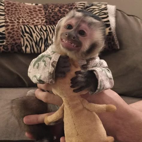 Capuchin Monkey, A Monkey, Our Baby, Very Happy, On Twitter, Memes, Twitter, Animals