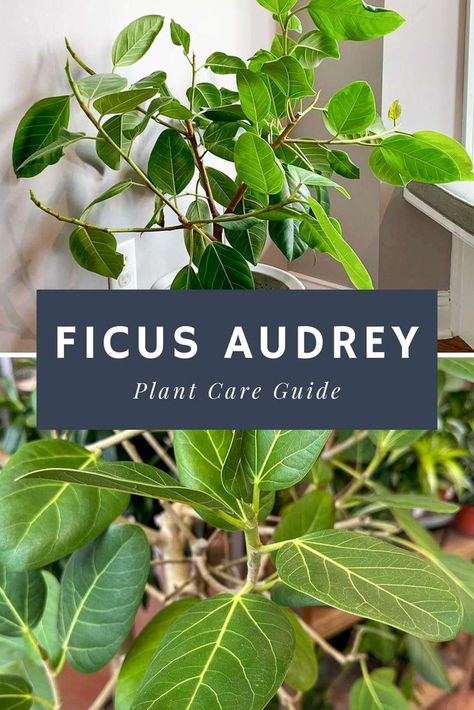 Audrey Ficus Tree, Ficus Audrey Care, Ficus Audrey Tree, Ficus Audrey, Ficus Umbellata Care, Ficus Burgundy Indoor Care, Ficus Tree Indoor, Ficus Elastica Care, Ficus Nitida