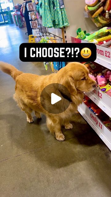 Kids With Dogs, Cute Puppies Videos Small Cutest Dogs, Puppy Funny, Funny Dog Videos Hilarious Puppys, Dog Videos Cutest, Funny Dog Videos Make Me Laugh, Funny Videos Animals, Golden Retriever Funny Videos, Dogs Funny