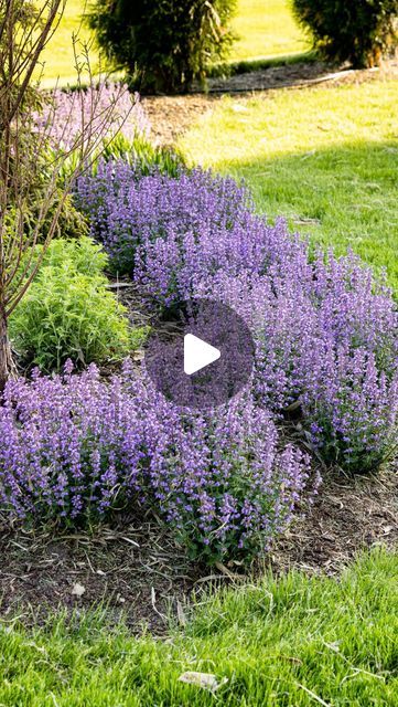 Nepeta Cats Pajamas Landscape, Cats Pajamas Nepeta, Millennium Allium, Globemaster Allium, Kaleb Wyse, Allium Globemaster, Russian Sage, Mint Flowers, House Farm