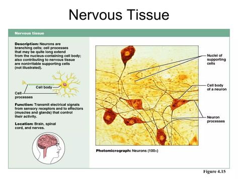 Nervous Tissue, Stratified Squamous Epithelium, Medicine Pictures, Exocrine Gland, Tissue Biology, Smooth Muscle Tissue, Basement Membrane, Cell Forms, Cells And Tissues