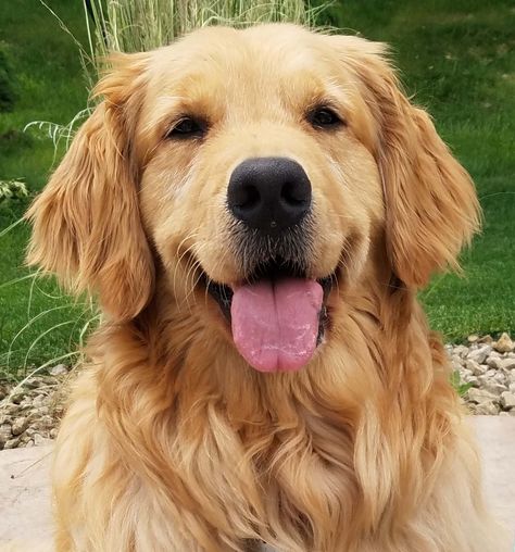 Tongue out Tuesday! #goldenretriever #Maui #dogsofinstagram #thebestdogtreats #goldens #dogs #dogfriend #dogsarelove #tongueouttuesday Dog With Tongue Out, Dog Tongue Out, Golden Retriever Reference, Tongue Out Tuesday, Dog Tumblr, Animal Studies, Tattoo Practice, Dog Box, Animal Study