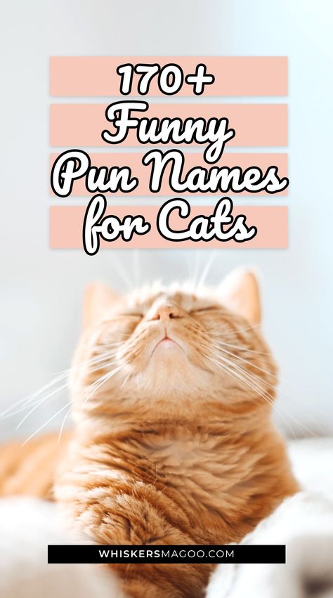 From Meowly Cyrus and Klawtney Pawdashian, to Meowgan Fleaman, Mewlius Caesar, Elvis Pawsley, and more, check out over 170 cute and funny pun names for cats right here! Names For Cats, Pun Names, Frasier Crane, Funny Cat Names, Cute Cat Names, Cat Tips, Diddy Kong, Randy Newman, Harry Houdini