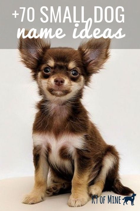 Looking for the perfect name for your petite pooch? We'll help with naming inspiration - see our list of the best dog name ideas for tiny pups! Small Dog Names Boys, Chihuahua Names Boys, Small Male Dog Names, Puppies Names Female, Dogs Names List, Small Dog Names, Dog Name Ideas, Names Dog, Names Male