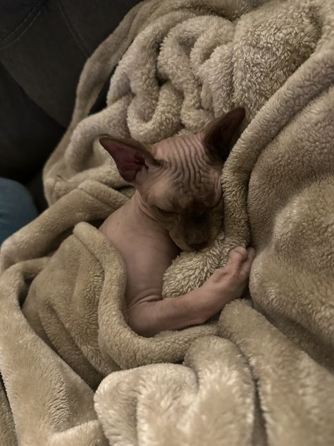 Hairless Cat Aesthetic, Hairless Cat, Phone Theme, Cat Aesthetic, Phone Themes, Cute Little Animals, Cute Animals, Kitty, Animals