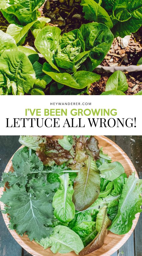 Lettuce Growing, Planting Lettuce, Growing Lettuce, Vegetable Garden Diy, Garden Veggies, Veg Garden, Home Vegetable Garden, Container Gardening Vegetables, Vegetable Garden Design