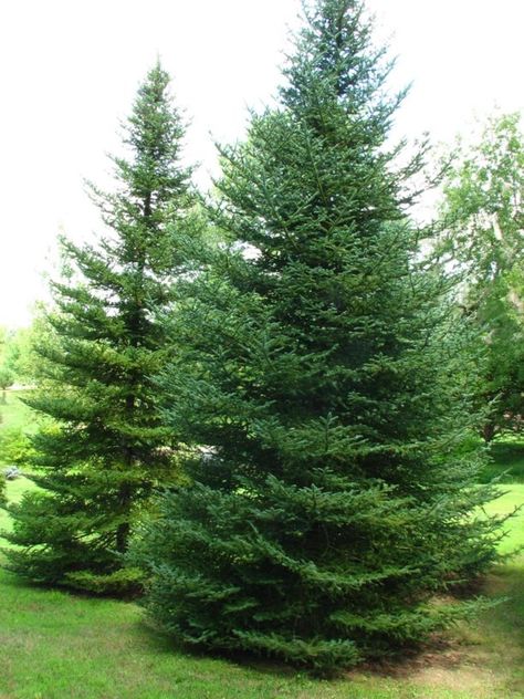 Abies balsamea var. phanerolepis - bracted balsam fir, Canaan fir Balsam Fir Tree, Balsam Tree, Permaculture Gardening, Balsam Fir, Spruce Tree, Moon Photography, Fir Tree, Photo Tree, Green Garden