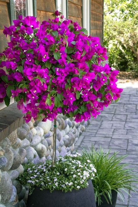 Growing Bougainvillea in Pots | Bougainvillea Care in Containers Bugambilia Garden Ideas, Bougainvillea Trellis, Bougainvillea Tree, Florida Landscape, Small Patio Garden, Garden Containers, The Secret Garden, Bougainvillea, Outdoor Planters