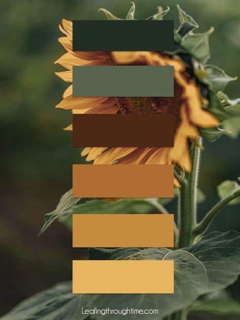 ~ Faded sunflower color palette ~ Sunflower Color Pallete, Gardening Color Palette, Sunflower Color Scheme, Hufflepuff Color Palette, Sunflower Colour Palette, Sunflower Wedding Palette, Colors That Go With Mustard Yellow, Farm Color Palette, Sunflower Pallet