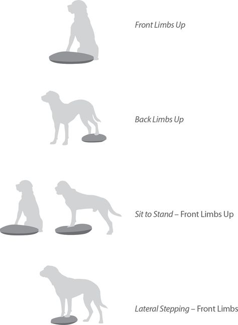 Dog Fitness Exercise, Canine Conditioning Exercise, Dog Physiotherapy, Dog Kennel Designs, Balance Training, Dog Anatomy, Dog Enrichment, Dog Best Friend, Therapy Animals