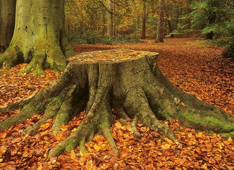 Creepy Fog, 숲 사진, Plant Study, Surrey England, Giant Tree, Food Poisoning, Forest Path, Old Trees, Autumn Halloween