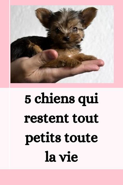 5 chiens qui restent tout petits toute la vie Yorkshire