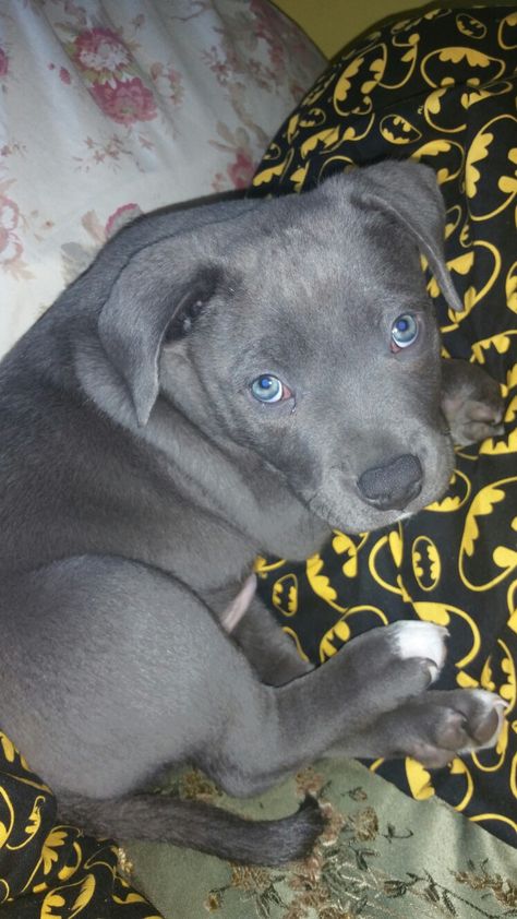 Loki bluenose pitbull Bluenose Pitbulls, Pitbull Blue, Blue Nose Pitbull, Pitbull Pictures, Pitbull Mix, Pitbull, Cute Animal Photos, Cuteness Overload, Animal Photo