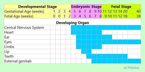 What is the Difference Between Gestational Age and Fetal Age - Pediaa.Com Gestational Diet Pregnancy Recipes, Gestational Diet Pregnancy Easy Meals, Gestational Diet Pregnancy Meals Dinner, Easy Gestational Diet Pregnancy Meals List, Conception Date, Gestational Age, Menstrual Period, Developmental Stages, Central Nervous System