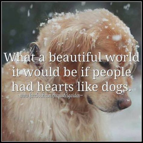 What a beautiful world it would be if people had hearts like dogs. Do you agree?  #unconditionallove #dogquote  Love Life Coaches  www.relationshipsreality.com Dogs Quotes, What A Beautiful World, Must Love Dogs, Sweet Dogs, Memes Humor, Animal Quotes, Golden Retrievers, Animal Love, Dog Quotes