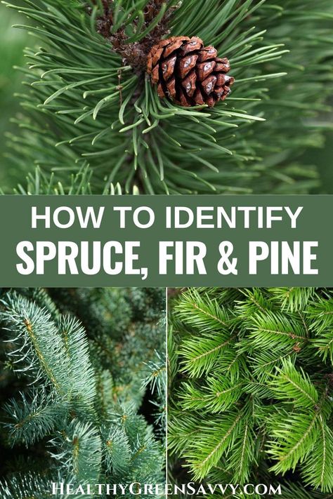 Can you tell the difference between pines, spruces, and fir trees? Let's clear up some conifer confusion and make sure next time you spot an evergreen tree, you know what kind it is. Here's what to know about identifying spruce vs fir vs pine trees, plus how to use them in the kitchen, for cleaning, skincare and more. #foraging #treeidentification #medicinalplants Identifying Plants, Types Of Pine Trees, Foraging Guide, Medicinal Wild Plants, Spruce Tips, White Pine Tree, Tree Identification, Conifer Trees, Fir Trees