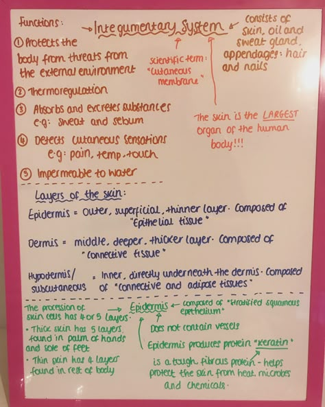 Integumentary System Notes Nursing, Anatomy Integumentary System Notes, Dermatology Study Notes, Esthetician Instructor, Integumentary System Project, The Integumentary System Notes, Integumentary System Notes, Biology Notes Diffusion, Intro To Anatomy And Physiology Notes