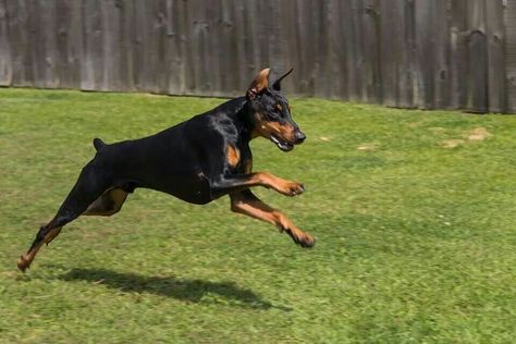 Running Doberman Dog Running, Most Beautiful Dogs, Doberman Dogs, Babe Ruth, Dog Runs, Doberman Pinscher, Service Dogs, Doberman, Beautiful Dogs