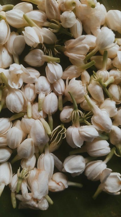 Arabian Jasmine Flower Aesthetic, Jasmine Art Flower, White Jasmine Flower Aesthetic, Jasmine Wallpaper Flower, Gayatri Core, Desi White Aesthetic, Jasmine Flower Aesthetic Wallpaper, Jasmine Tea Aesthetic, Jasmine Flower Aesthetic Vintage