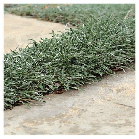 Dymondia Margaretae, Office Landscaping, Southwestern Garden, Garden Mediterranean, Desert Landscaping Backyard, Driveway Border, California Landscaping, Silver Carpet, Tuscan Garden