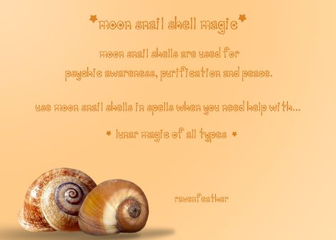 The Magic Of Seashells - Moon Snail Shell Magic Shells Magical Properties, Seashell Meaning, Shells Witchcraft, Shells Meaning, Seashells Witchcraft, Shell Divination, Moon Snail Shell, Shell Magic, Sea Magick