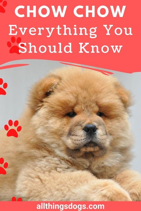 Chow Chow dogs are a familiar breed that most would recognise and All Things Dog have compiled everything you should know before buying a Chow Chow. This is an important decision and getting a good overview of what the Chow Chow breed is and its origins can help you decide. Learn about Chow Chow puppies along with their temperament and appearance. Get details on how to care for a Chow Chow to make an informed choice on your next pup. See all the info on this fluffy break like pup right here. Baby Chow Chow Puppies, Chow Chow Grooming Styles, Chow Puppies For Sale, Chow Chow Mixed Breeds, Chow Dog Breed, Old Fashioned Chow Chow, Southern Chow Chow, Chow Chow Mix, Best Puppy Food