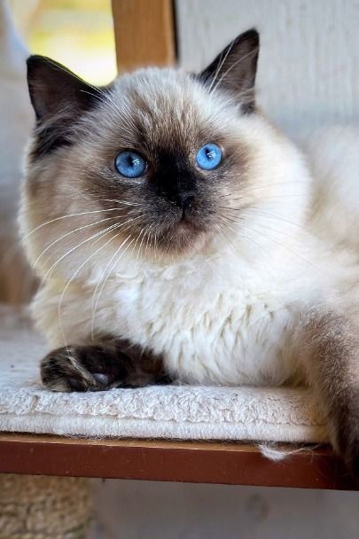 ragdoll cat breeder
ragdoll breeder
feline ragdoll
doll rag cat
ragdoll feline
ragdoll
mink ragdoll cat Mink Ragdoll, Ragdoll Kittens For Sale, Purebred Cats, Ragdoll Kittens, Kittens For Sale, Ragdoll Cats, Ragdoll Kitten, Kitten For Sale, Cats Kittens