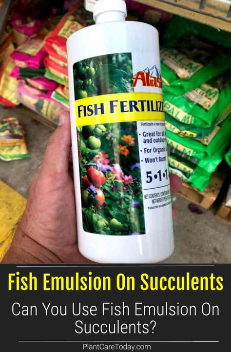 Fertilizing succulents with fish emulsion make plants grow strong and healthy leaves. Diluted fish fertilizer is a perfect food for succulents because its rich in nitrogen. Peroxide Water For Plants, Fish Fertilizer For Plants, How To Start Fish Farming, Easiest Fish To Take Care Of, Fish Emulsion Fertilizer, Bioactive Vivarium, Succulent Fertilizer, Blooming Succulents, Flowering Succulents