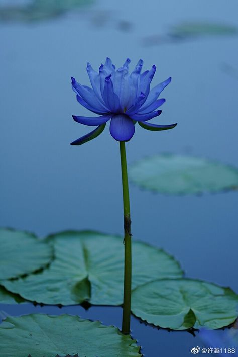 Blue Lotus Wallpaper, Blue Lotus Tattoo, Lotus Wallpaper, Lotus Tea, Dark Beauty Photography, Blue Lotus Flower, Lucid Dream, Lotus Tattoo, Blue Lotus