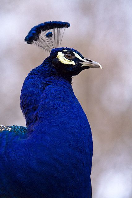 Most Beautiful Birds, Exotic Birds, Pretty Birds, Feeling Blue, Colorful Birds, Jolie Photo, Vintage Birds, Wild Life, Peacocks